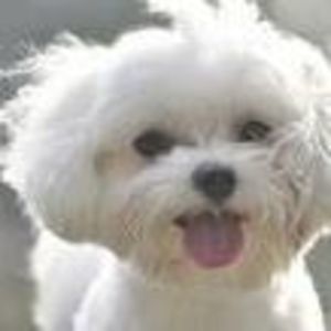 Meet your Posher, Jo